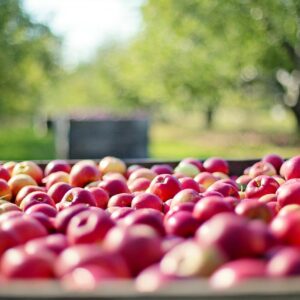 apples, fruits, farm-1004886.jpg